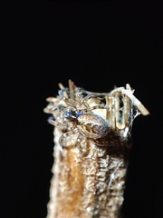 Pityohyphantes phrygianus