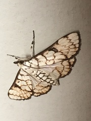 Aphytoceros lucusalis