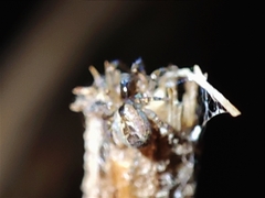 Pityohyphantes phrygianus