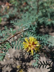 Prosopis strombulifera