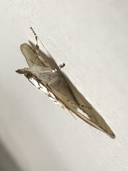 Aphytoceros lucusalis