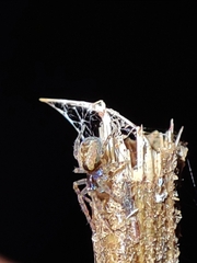 Pityohyphantes phrygianus