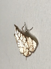 Aphytoceros lucusalis