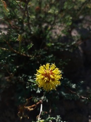 Prosopis strombulifera
