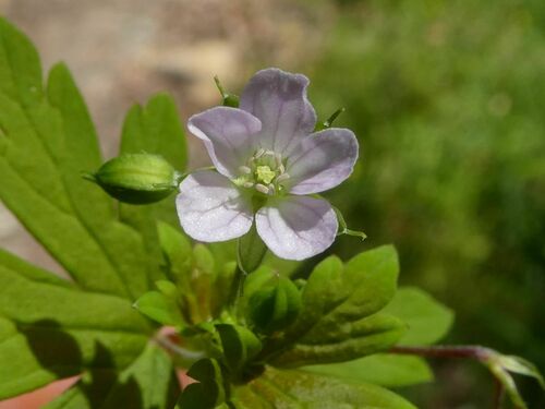 Geranium homeanum