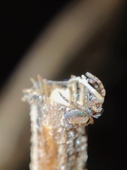 Pityohyphantes phrygianus