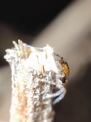 Pityohyphantes phrygianus