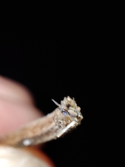 Pityohyphantes phrygianus