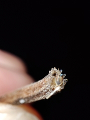 Pityohyphantes phrygianus