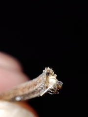 Pityohyphantes phrygianus