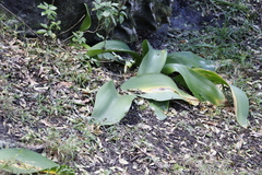Haemanthus coccineus