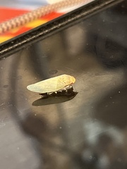 Gyponana