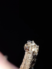 Pityohyphantes phrygianus