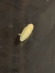 Gyponana