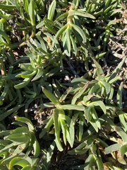 Carpobrotus