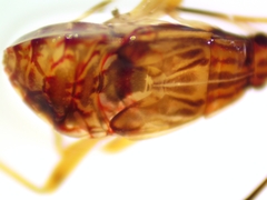 Ozophora picturata