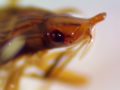 Ozophora picturata