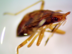 Ozophora picturata