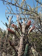 Cereus aethiops