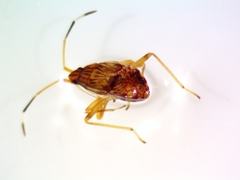 Ozophora picturata