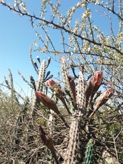 Cereus aethiops