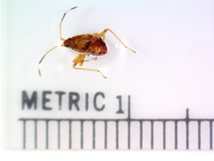 Ozophora picturata