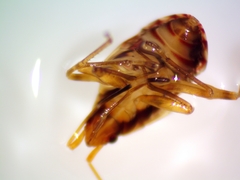 Ozophora picturata