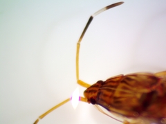 Ozophora picturata