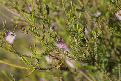 Melaleuca decussata