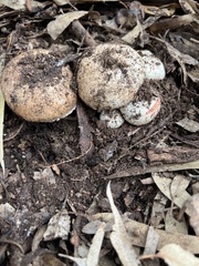 Agaricus boisseletii