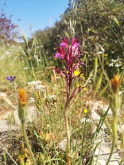 Anacamptis papilionacea papilionacea