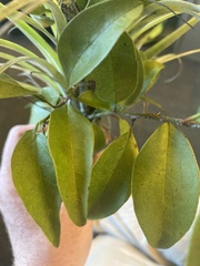 Ximenia americana