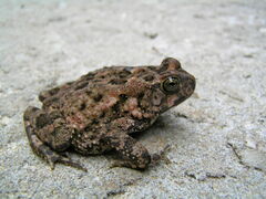 Sclerophrys maculata