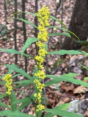 Solidago caesia