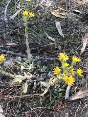 Heterotheca