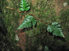 Davallia repens