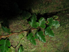 Davallia repens