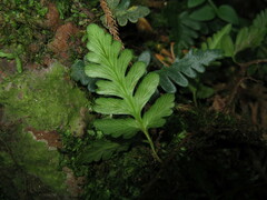 Davallia repens