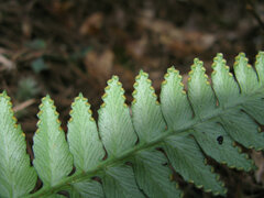 Davallia repens