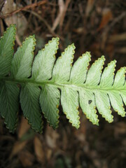 Davallia repens