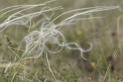 Stipa
