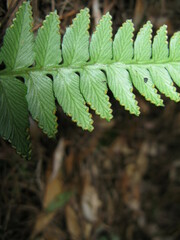 Davallia repens