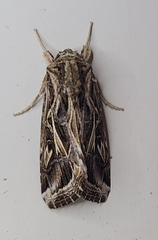 Spodoptera pulchella