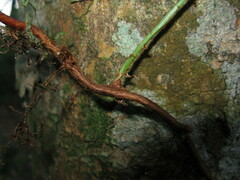 Davallia repens