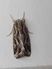 Spodoptera pulchella