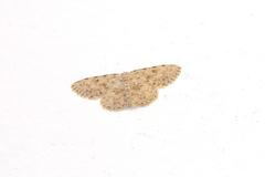 Scopula luridata