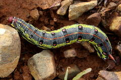 Hyles tithymali tithymali