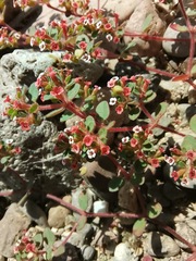 Euphorbia arizonica
