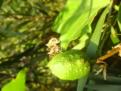 Oemethylus triangularis