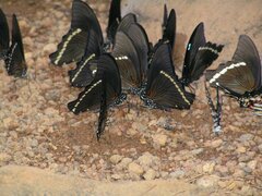 Papilio nireus